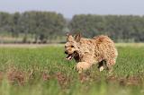BOUVIER DES ARDENNES 100